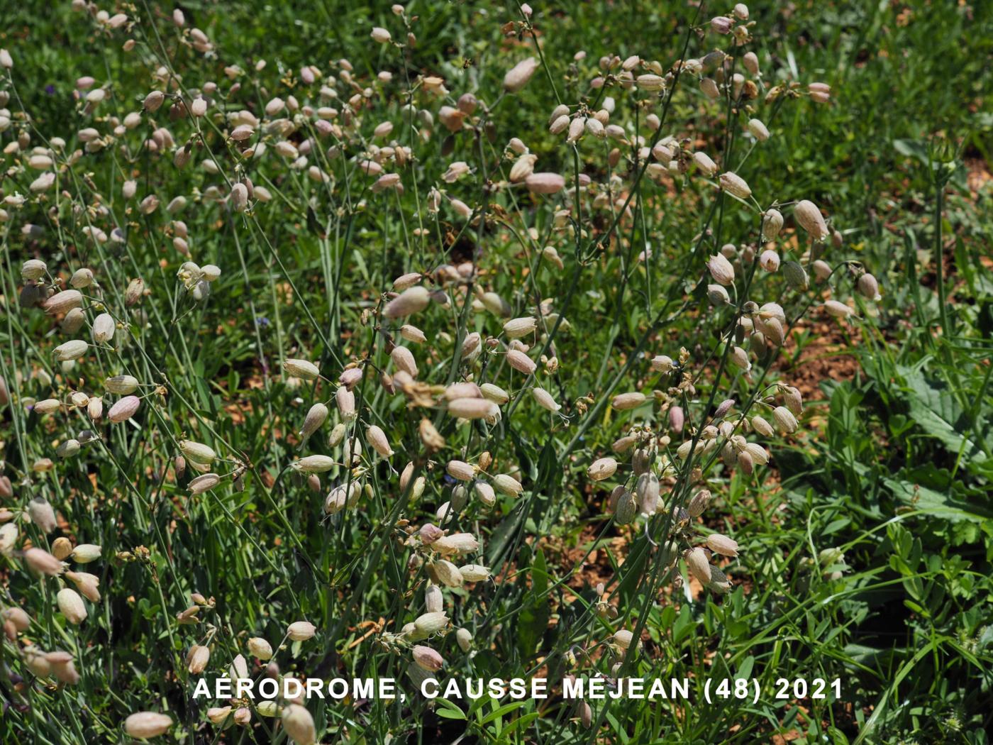 Campion, Bladder plant